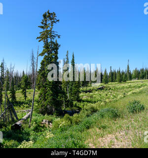 Wildblumen, grüne Felder und hohen grünen Pinien unter einem strahlend blauen Himmel. Stockfoto