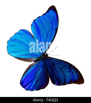Blauer Schmetterling, auf weißem Hintergrund mit Freistellungspfad isoliert, Morpho didus. Stockfoto