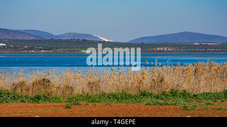 Flamingos in der Lagune Fuente de Piedra, Andalusien, Spanien Stockfoto