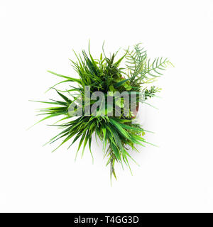 Mini künstliche Pflanze im Topf isoliert auf weißem Stockfoto