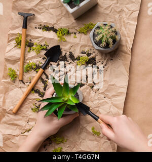 Frau sukkulenten Pflanzen in Töpfen auf Handwerk Papier Stockfoto
