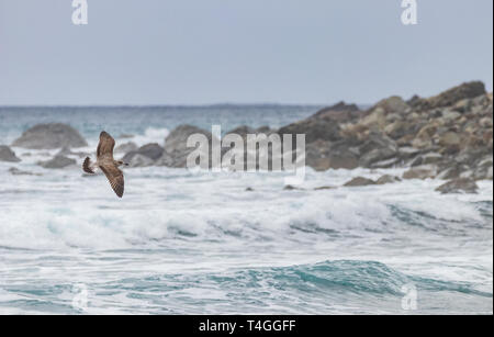 Große shearwater (Ardenna gravis) an der Nordküste von Teneriffa, Kanarische Inseln, Spanien fliegen. Stockfoto