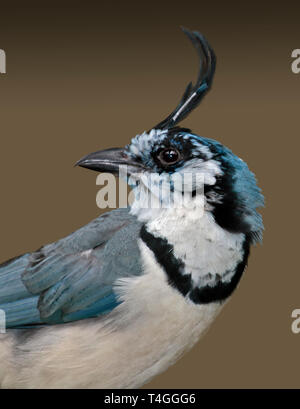 Weiße Throated Magpie Jay (Calcocitta Formosa) Stockfoto