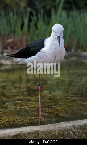 Schwarz geflügelte Stelzenläufer (Himantopus Himantopus) Stockfoto