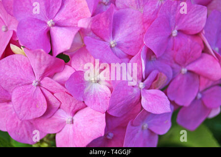 Hortensie Blume mit Rosa, weiße und gelbe Blütenblätter auf einem Busch mit grünen Blättern Stockfoto