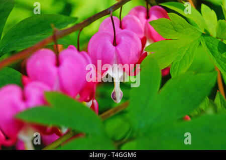 Dicenter Blüten mit weißen und rosa Blüten auf einem Schaft mit grünen Blättern auf einer Feder sonnigen Tag Stockfoto