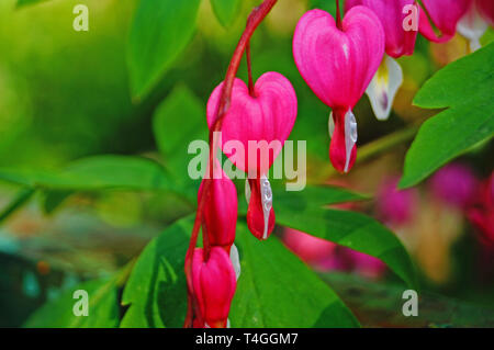 Dicenter Blüten mit weißen und rosa Blüten auf einem Schaft mit grünen Blättern auf einer Feder sonnigen Tag Stockfoto