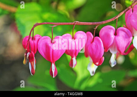 Dicenter Blüten mit weißen und rosa Blüten auf einem Schaft mit grünen Blättern auf einer Feder sonnigen Tag Stockfoto