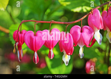 Dicenter Blüten mit weißen und rosa Blüten auf einem Schaft mit grünen Blättern auf einer Feder sonnigen Tag Stockfoto