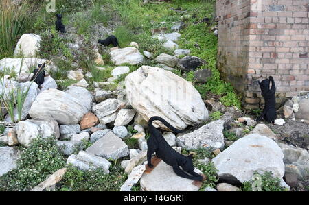 Sydney, Australien - Oct 23, 2018. Mikaela Castledine: Feral. Skulptur am Meer entlang der Bondi, Coogee Spaziergang entlang der Küste ist der weltweit größte frei Stockfoto