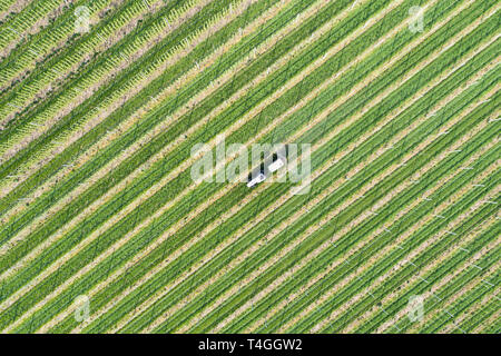 Traktor arbeitet im Feld, Landwirtschaft in Valtellina, Apfelgärten Stockfoto