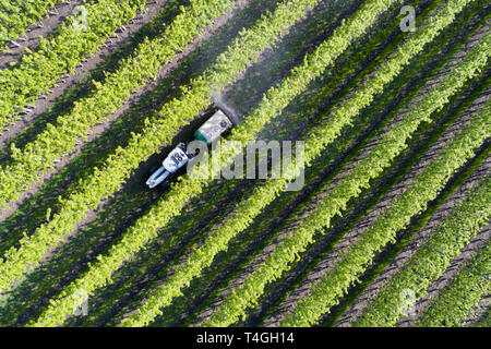 Traktor in einem Felder, Obstgärten in Valtellina Stockfoto