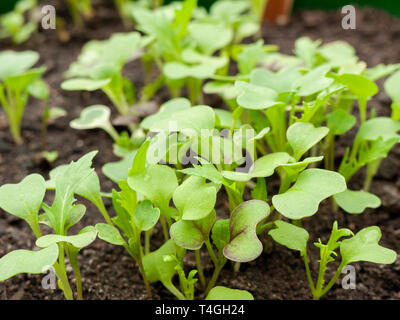 Eine Vielzahl von kopfsalat Sämlinge Kleid in einem Gewächshaus. Stockfoto