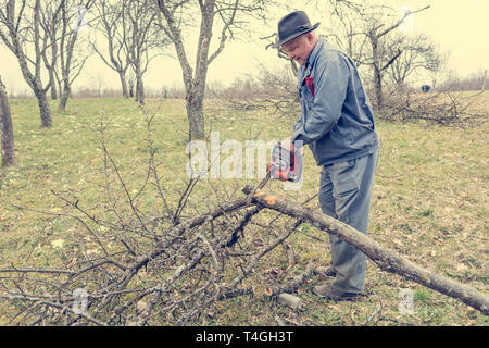 Arbeitnehmer mit Kettensäge und Schneiden von Ästen. Stockfoto