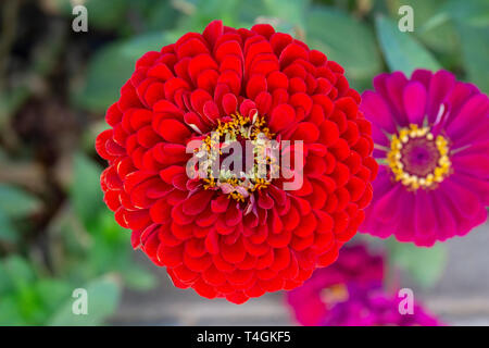 Zinnia elegans oder Zinnia Benarys Riesen Red Flower Top View Stockfoto