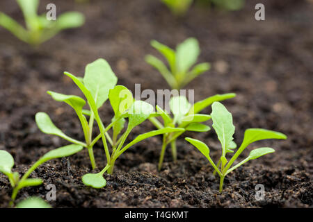 Rauke oder Rucola (Eruca sativa) Sämlinge in Kompost, wächst. Stockfoto