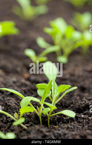 Rauke oder Rucola (Eruca sativa) Sämlinge in Kompost, wächst. Stockfoto