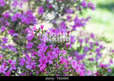 Nahaufnahme von Rhododendron Hinomayo - rosa Azalea blüht in einem englischen Garten im April, England, Großbritannien Stockfoto