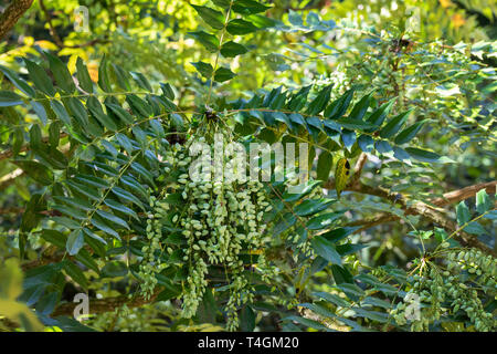 Nahaufnahme von Mahonia x MEDIA „Charity“ mit grünen Beeren, die in einem englischen Garten gepflanzt werden, England, Großbritannien Stockfoto