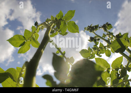 Kartoffel Stammzellen aufwachsen zu Himmel. Von unten erfasst Stockfoto