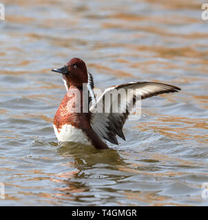 Eisenhaltige Ente (Aythya Nyroca) Stockfoto