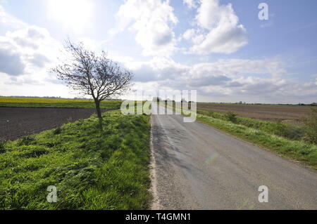 Holland Fen, süd-östlich von OS Grid Reference 259453, Lincolnshire, England, Großbritannien Stockfoto