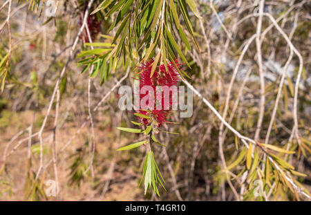 Vielfalt von tropischen Blumen und Pflanzen von der panamaischen Regenwaldes und das Hochland. Stockfoto