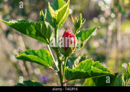 Vielfalt von tropischen Blumen und Pflanzen von der panamaischen Regenwaldes und das Hochland. Stockfoto