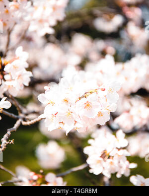 Kirschblüte im Yoyogi Park in Tokio, Japan. Stockfoto