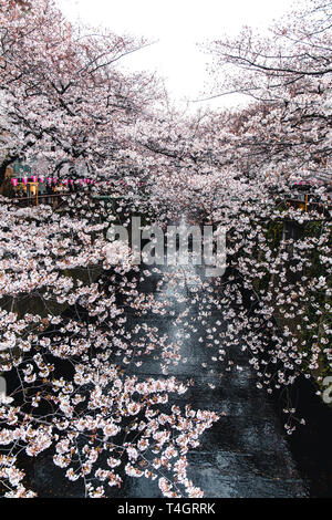 Cherry Blosson in Meguro Fluss in Tokio, Japan. Stockfoto