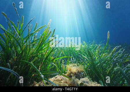 Neptun Seegras Posidonia oceanica Unterwasser mit natürlichem Sonnenlicht im Mittelmeer, Frankreich Stockfoto