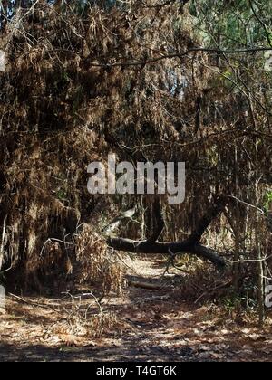 Das Waldland TX USA - 01/09/2019 - Baum gefallen Über Trail im Wald Stockfoto