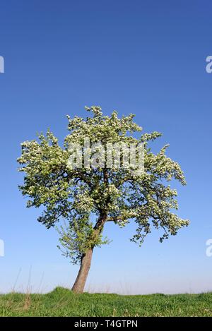 Die Blütezeit der Europäischen Birne (Pyrus Communis), Nordrhein-Westfalen (NRW), Deutschland Stockfoto