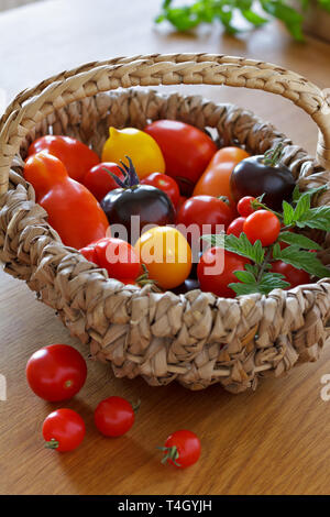 Eine bunte Auswahl an alten Sorten von Tomate in einem Korb, biologische Vielfalt Konzept Stockfoto