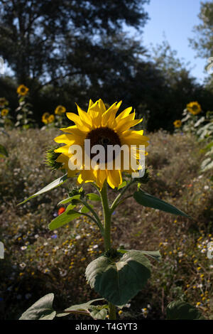 Sonnenblumen in voller Blüte Stockfoto