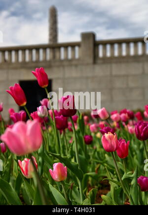 Beautiful colorful blossom spring tulips in park in oslo, capital of Norway, behind them wall and high column in park. Stockfoto