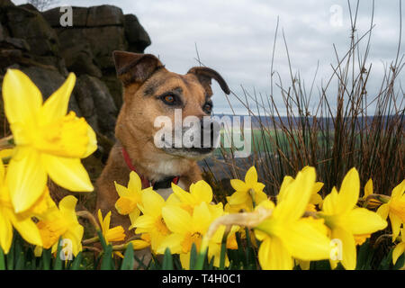Senior Hund mit grauen Schnauze in einem Patch von Narzissen auf Ilkley Moor sitzend, neben der Kuh und Kalb Felsen, Großbritannien Stockfoto