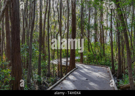 Okefenokee Swamp Bucharest, GA, USA -3/30/19: Ein Gang durch die östliche Seite der Okefenokee Swamp. Stockfoto