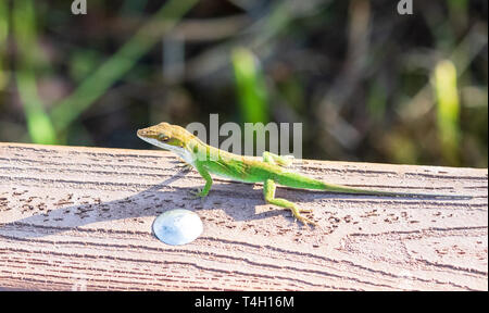 Eine grüne Eidechse (anole Anolis carolinensis). Stockfoto