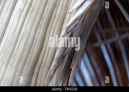 Baleen whale fanon Nahaufnahme Detail Stockfoto