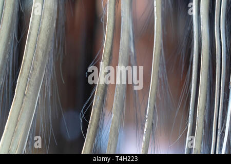 Baleen whale fanon Nahaufnahme Detail Stockfoto