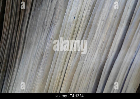 Baleen whale fanon Nahaufnahme Detail Stockfoto