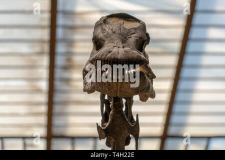 Trex Schädel Skelett Nahaufnahme Stockfoto