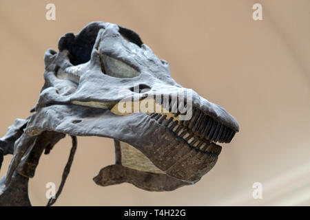 Trex Schädel Skelett Nahaufnahme Stockfoto