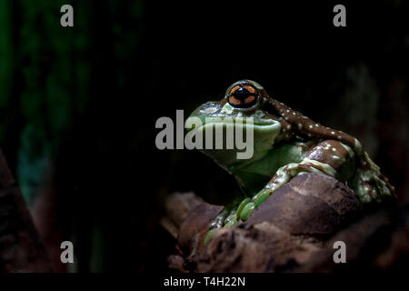 Rainforest Tree Frog portrait Nahaufnahme Stockfoto