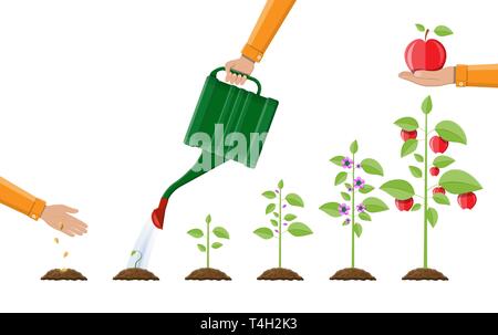 Das Wachstum der Pflanze, von der Frucht zu sprießen. Das Pflanzen von Bäumen. Sämling im Garten pflanzen. Timeline. Vector Illustration im flachen Stil Stock Vektor