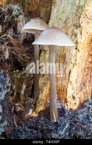 Pilz - gemeinsame Motorhaube. (Mycena galericulata). Stockfoto