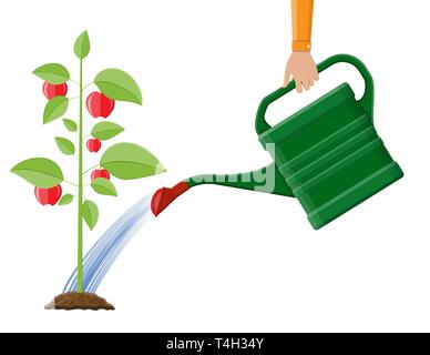 Hand Bewässerung geld Obst Baum mit kann. Das Wachstum der Pflanze, von der Frucht zu sprießen. Das Pflanzen von Bäumen. Sämling im Garten pflanzen. Timeline. Vector Illustration Stock Vektor