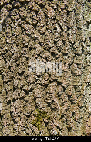 In der Nähe der Rinde einer Eiche Stockfoto