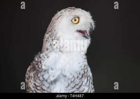 Fauna Winged gefiederte Vogel Schnee-eule Captive Closeup Stockfoto